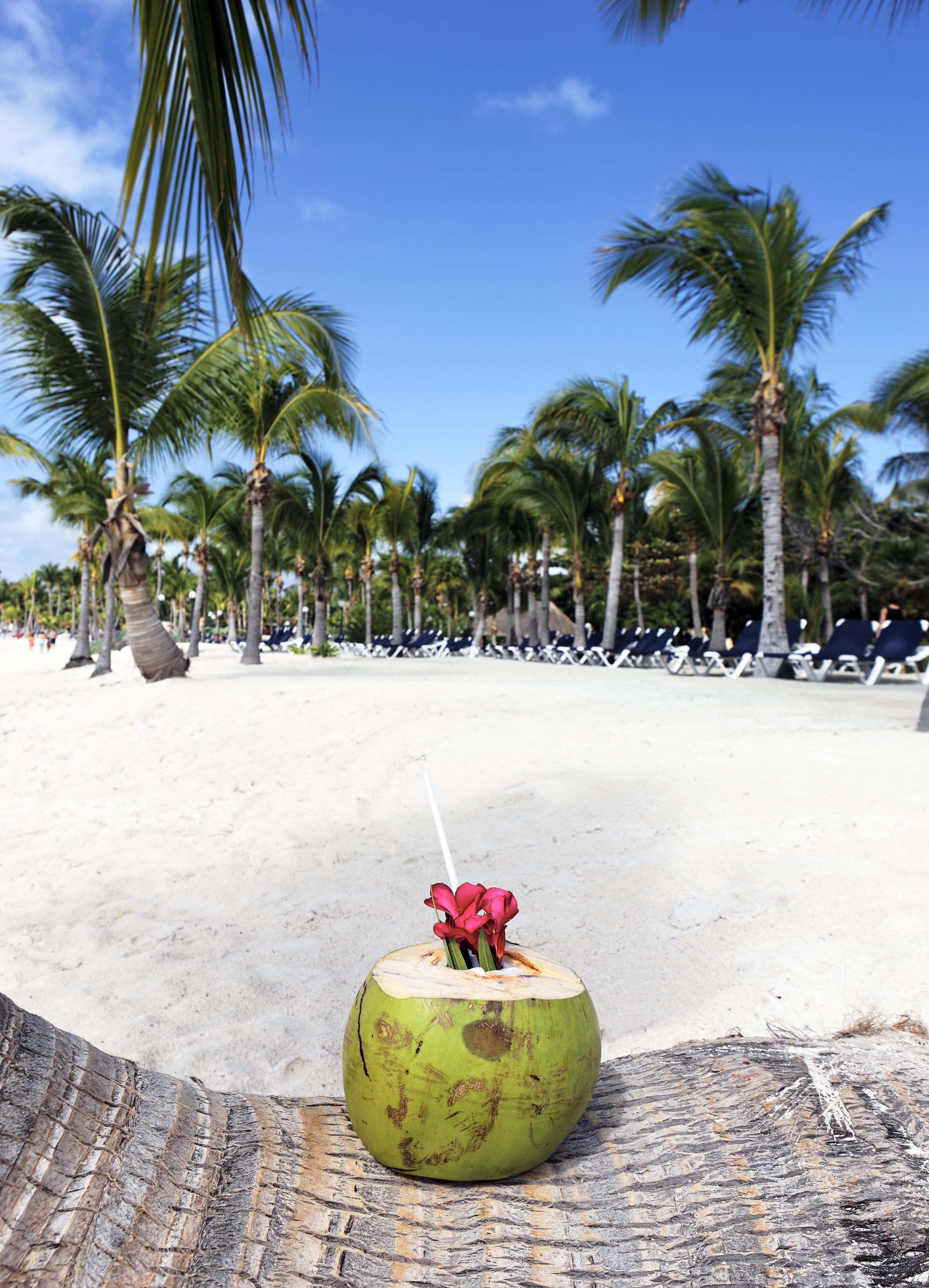 coconut-drink-palm-tree-beach (1)